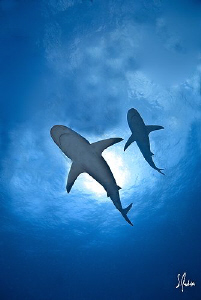 Reef sharks pass thru the sunlight as we dive on El Dorad... by Steven Anderson 